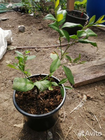 Лимон новозеландский