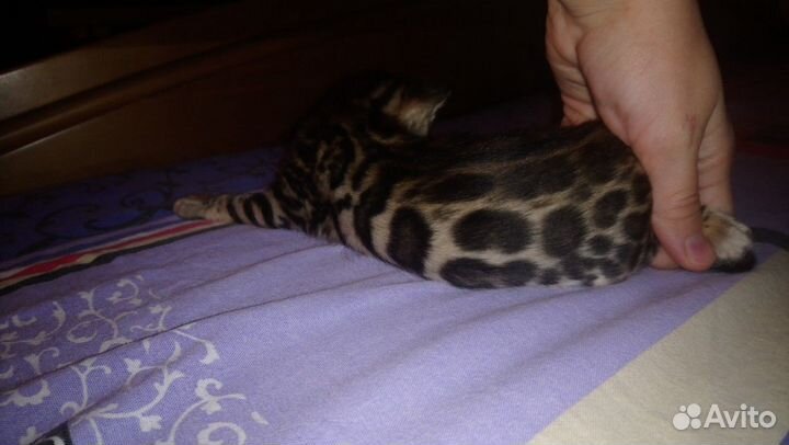 Бенгальская красотка