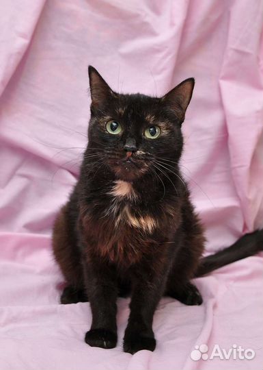 Кошки в добрые руки бесплатно