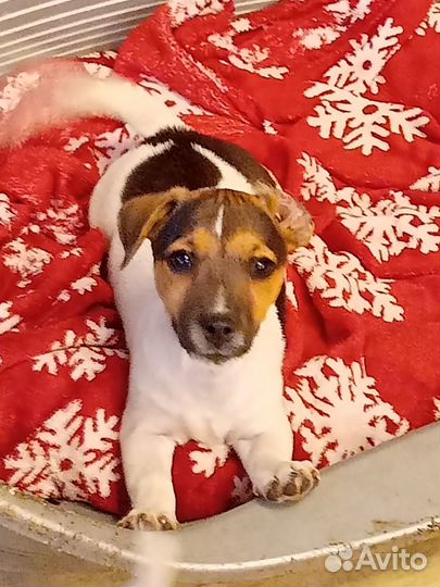 Щенки джек рассел терьер