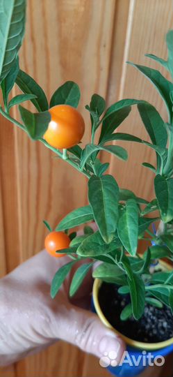 Гибискус липолистный, паслён, гинура вар. и другие