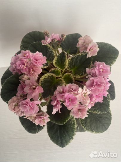 Сортовые фиалки