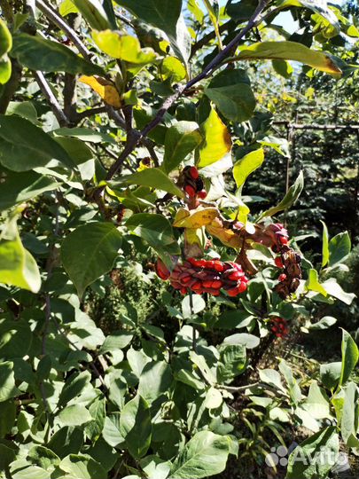 Продаю саженцы Магнолии Суланжа