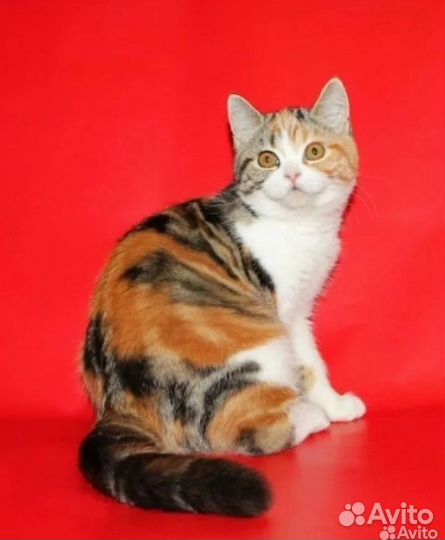 Британская 3 месяца