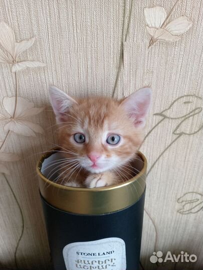 Кошка в дар бесплатно