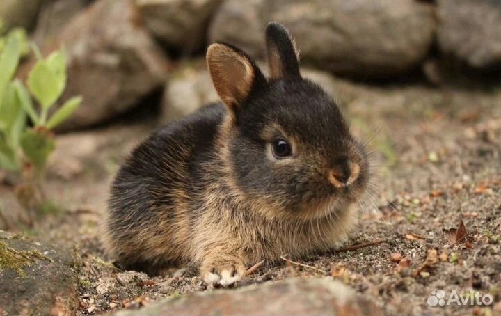 Самые Милые Карликовые Кролики