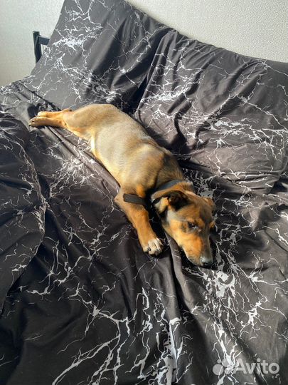 Маленькая собака в добрые руки бесплатно