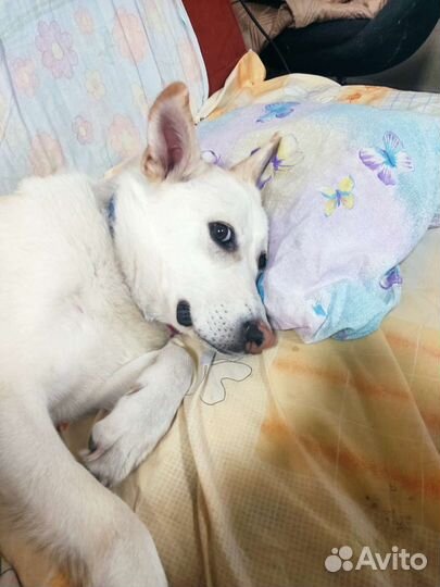 Собака породы 