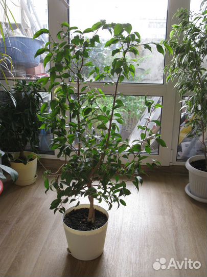 Фикус сортовой Наташа