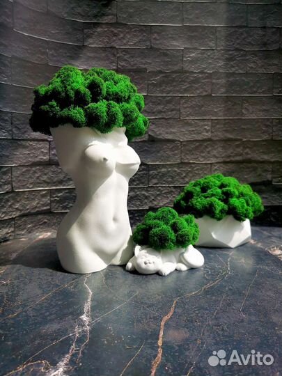 Кашпо со мхом стабилизированным