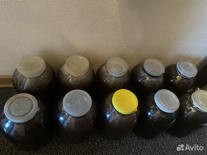 Мед гречишный 2023