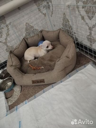 Чихуахуа девочка