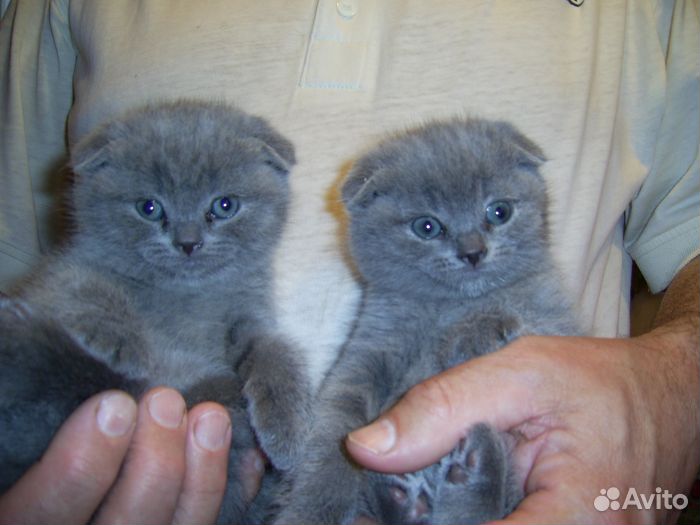 Британские, чистокровные, вислоухие котята