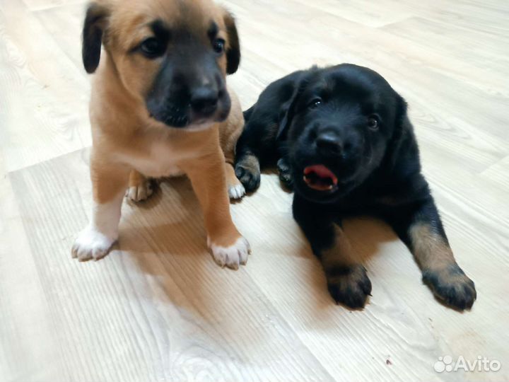 Щенок в добрые руки бесплатно