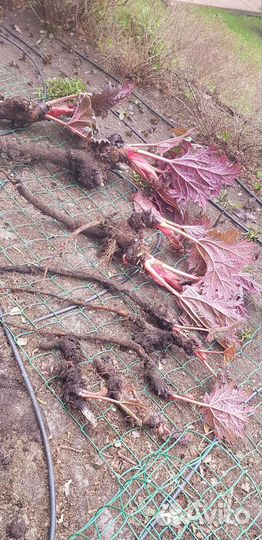 Стебли - ревень, любисток