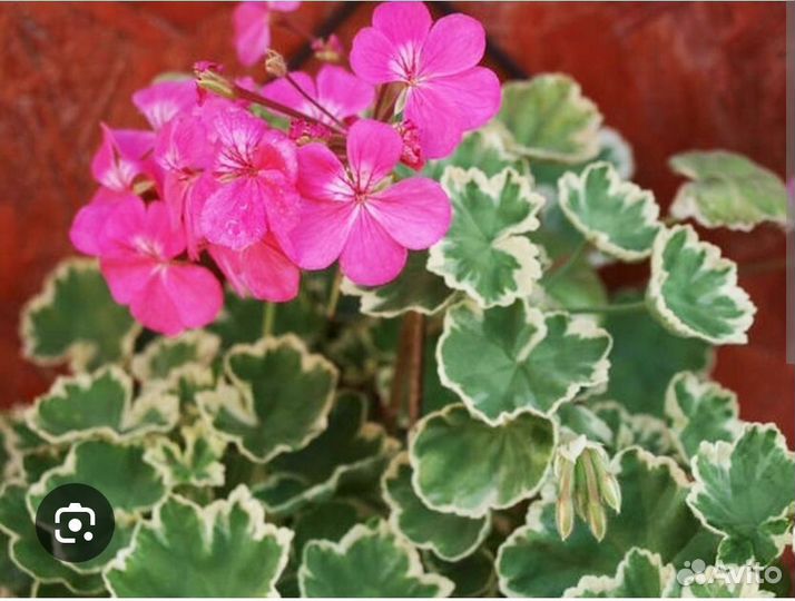 Пеларгония mrs pollock