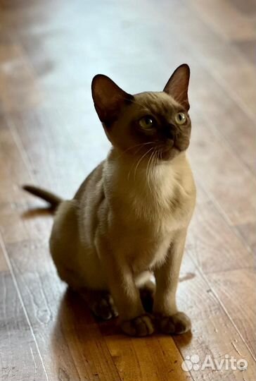 Бурманская европейская