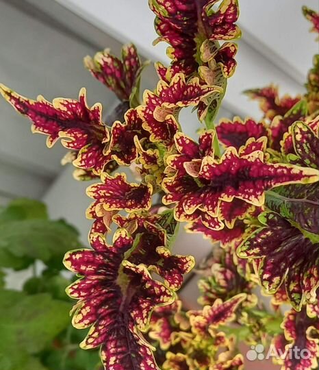 Колеусы срез 50 р