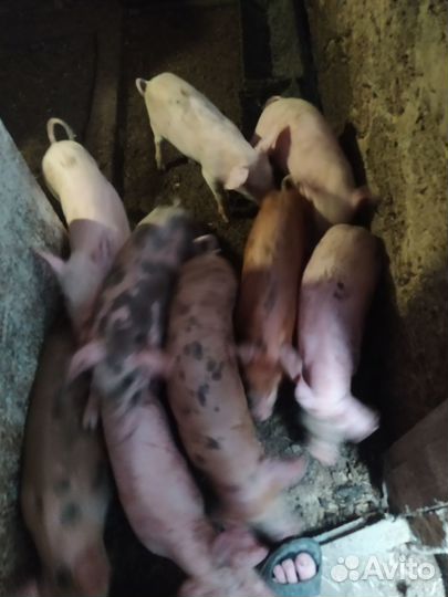 Поросята