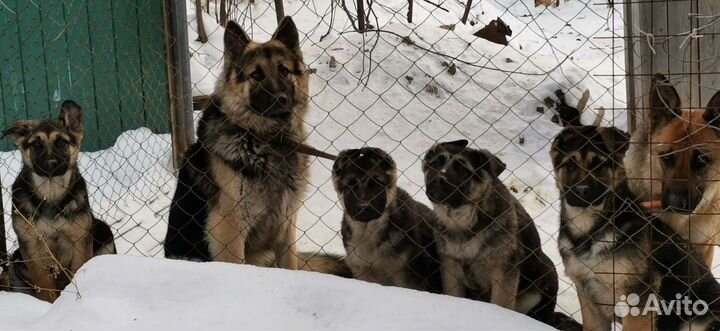 Щенки восточно-европейской овчарки