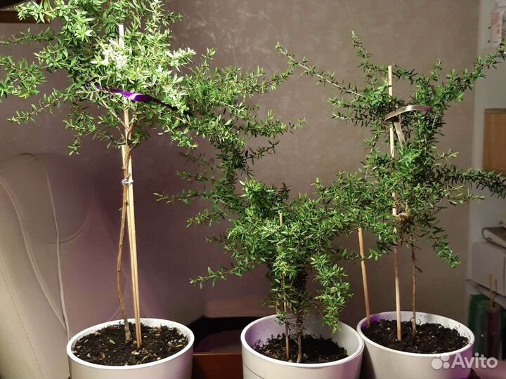 Нашия инагуенсис (растения для бонсай)