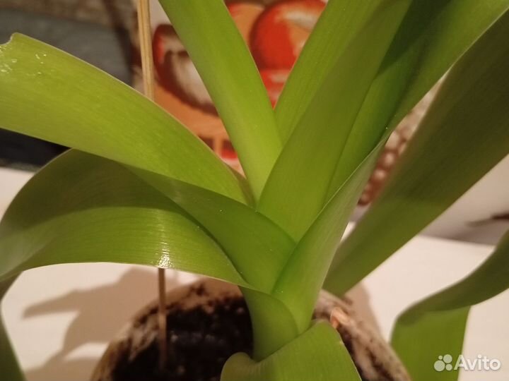 Лечебный цветок