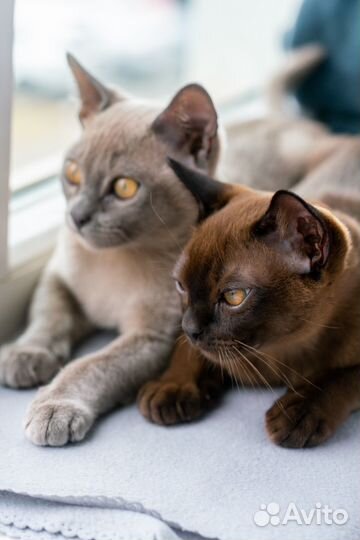 Бурманская