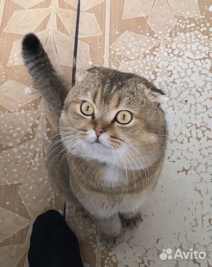 Золотой кот для вязки