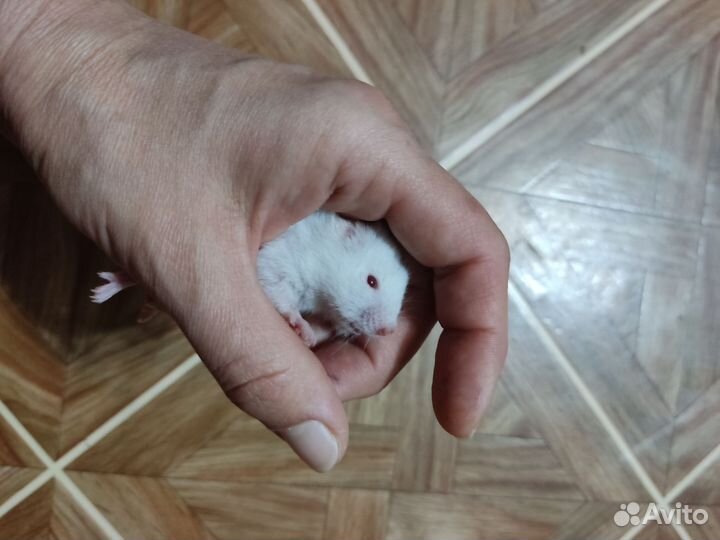 Сирийские хомячки малыши