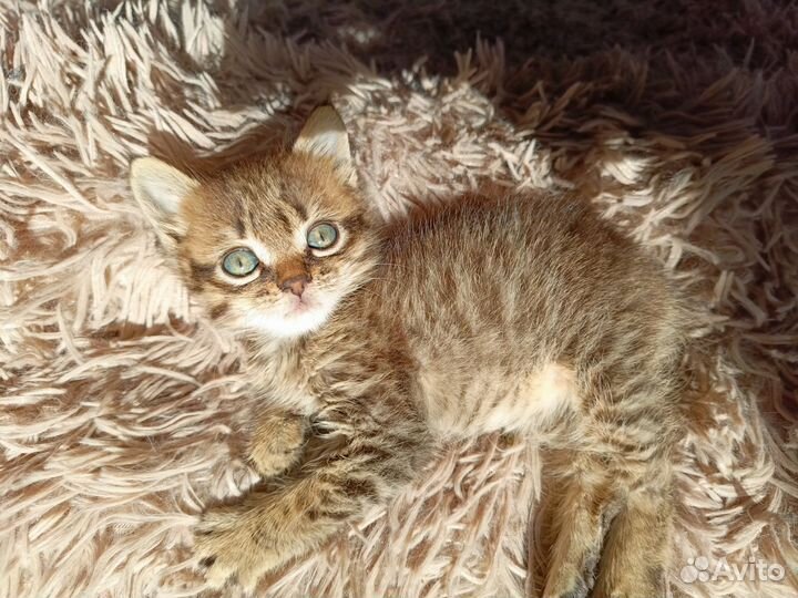 Кошки бесплатно