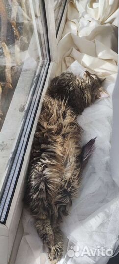 Кошка в дар