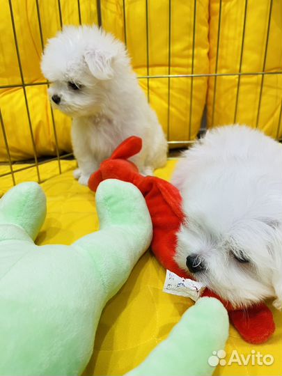 Щенки мальтезе мини