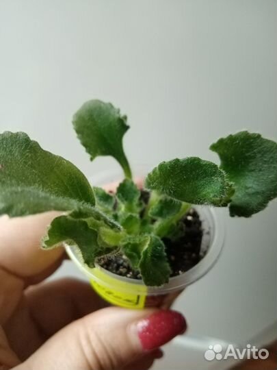 Сортовые фиалки