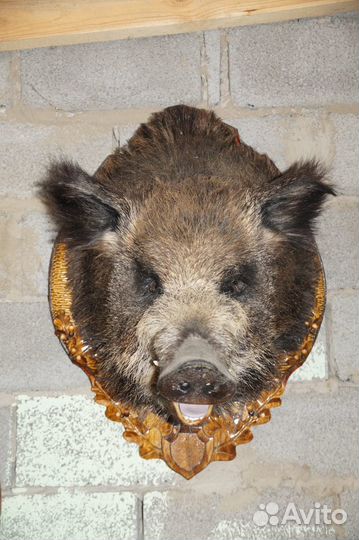 Чучела на медольене