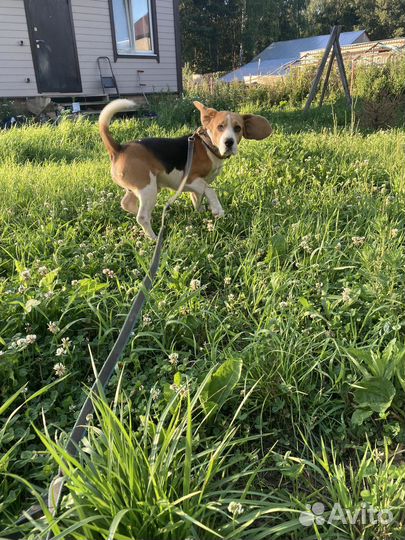 Передержка животных