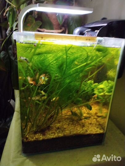 Аквариум 40 литров с наполнением и рыбками