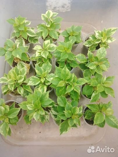 Бугенвиллия Мини Тай