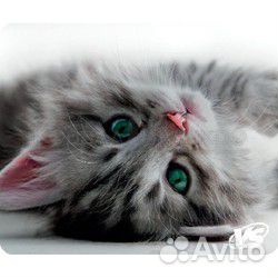 Новый коврик для мыши VS Cat (194*233*3 мм)