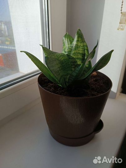 Сансевиерия