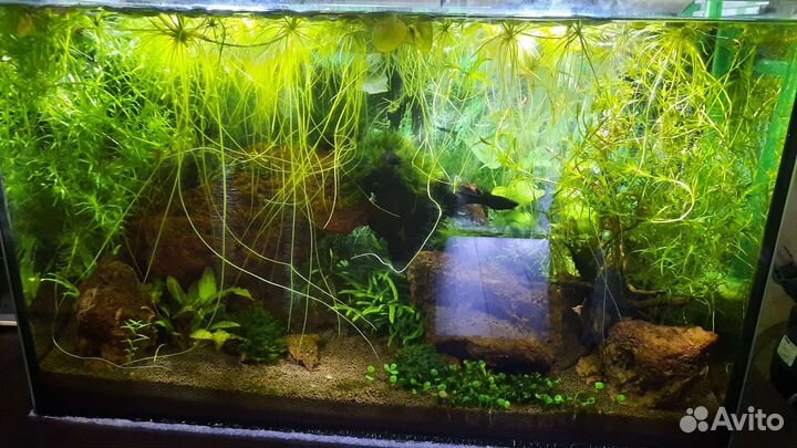 Аквариумные растения