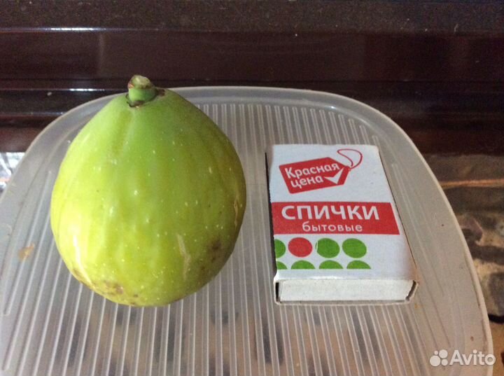 Инжир и маракуйя северная (съедобная), саженцы