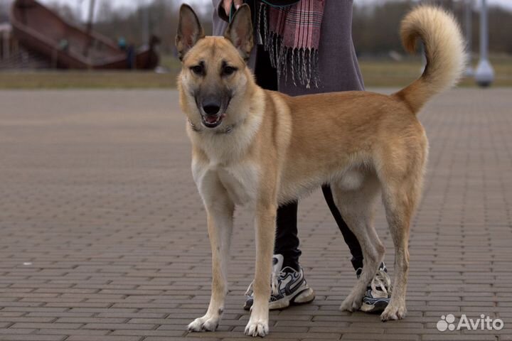 Клёвая собака в добрые руки