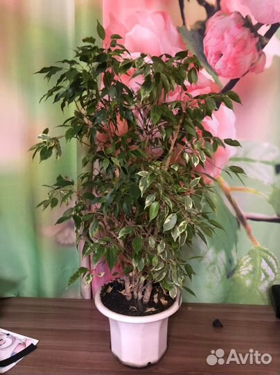 Фикус Бенджамина