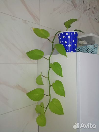 Сциндапсус эпипремнум