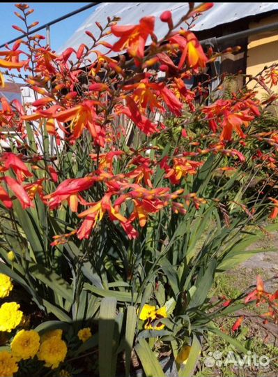 Китайский гладиолус