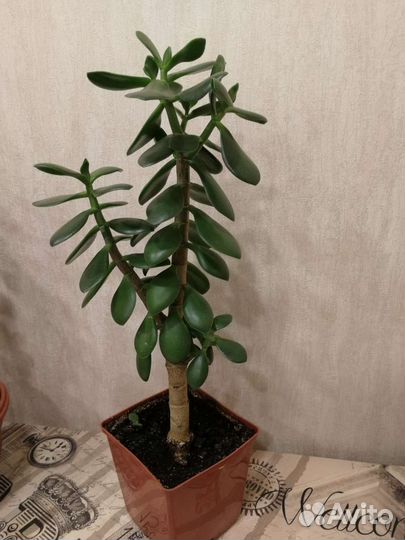 Денежное дерево (толстянка)