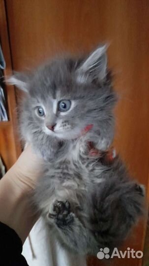 Не породистая