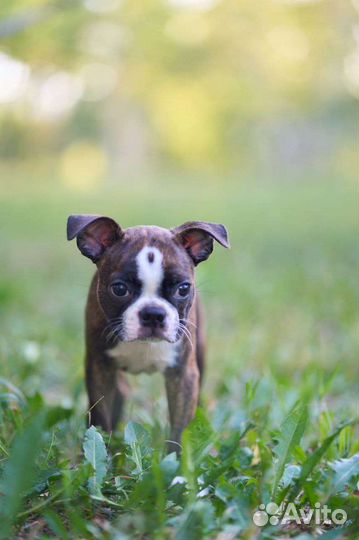 Щенки бостон терьер