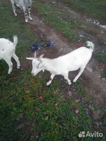 Коза дойная