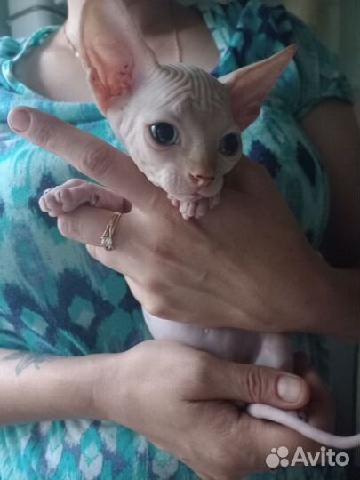 Донской сфинкс котята